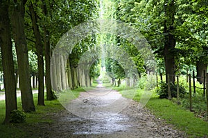 Footpath in versailles