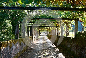 Footpath with vine tree at famous AlbariÃ±o wine region. Cambados, Rias Baixas, Galicia, Spain.