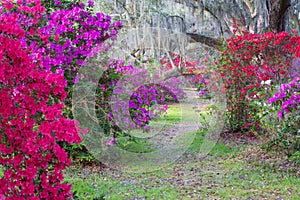 Footpath through Vivid Colored Azalea Bushes