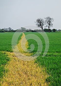 Footpath through a wheat field.