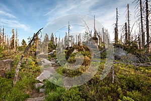 Footpath Through Wild Forest in Sumava Mountain Range Nature Reserve