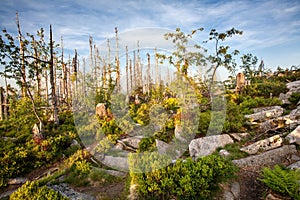 Footpath Through Wild Forest in Sumava Mountain Range Nature Reserve