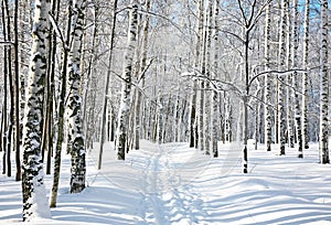 Footpath in winter birch forest