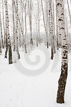 Footpath in winter forest
