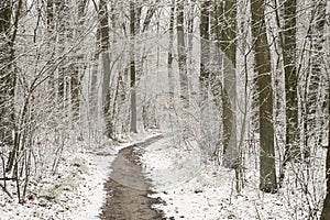 Footpath in winter forest