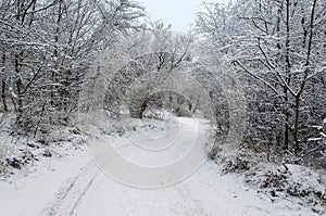 Footpath in winter forest