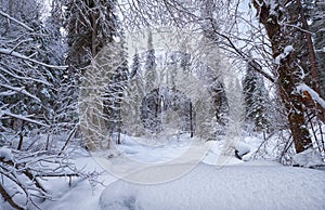 Footpath in winter taiga forest under heavy snow along Tevenek river on the bank of Teletskoe lake. Altai