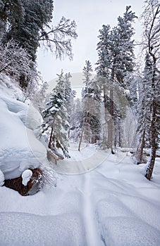 Footpath in winter taiga forest under heavy snow along Tevenek river on the bank of Teletskoe lake. Altai