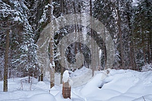 Footpath in winter taiga forest under heavy snow along Tevenek river on the bank of Teletskoe lake. Altai