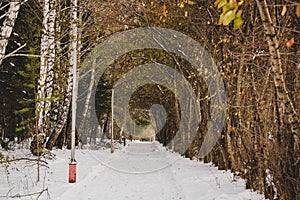 Footpath in winter wood