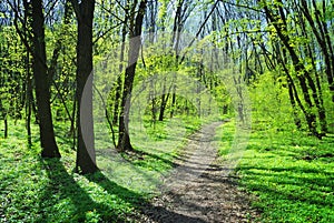 Footpath in wood