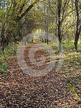 Footpath through a wood with fallen autumn leaves