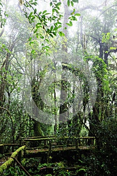 Footpath for wooden bridge in Tropical rain forest and jungle with fog in the morning during the rainy season. Wildlife Sanctuary