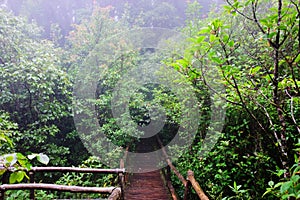 Footpath for wooden bridge in Tropical rain forest and jungle with fog in the morning during the rainy season. Wildlife Sanctuary