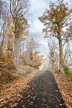 A footpath in the woods