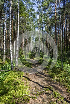 Footpath in Woods Sunny Trees Summer Landscape Trail in Forest Background Green Leaves and Branches Backdrop