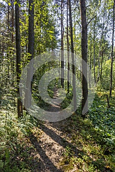 Footpath in Woods Sunny Trees Summer Landscape Trail in Forest Background Green Leaves and Branches Backdrop