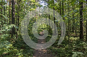 Footpath in Woods Sunny Trees Summer Landscape Trail in Forest Background Green Leaves and Branches Backdrop