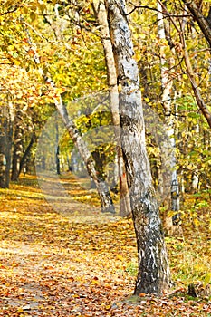 Footpath in yellow autumn birch forest