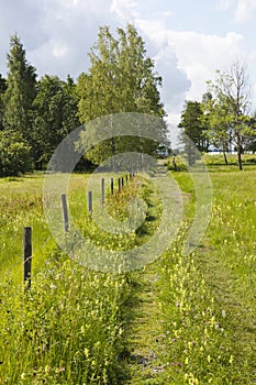 Footpaths on a meadow photo