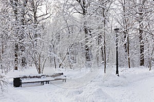 Footpaths in the Moscow city Park. Trees in snow. Winter, Sunny frosty. photo