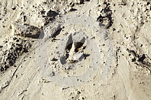 Footprint of animal on land