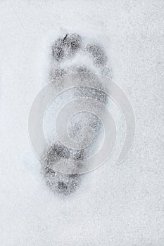 Footprint barefoot in snow