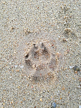 Footprint on the beach, close up of animal footprint on the sand, dog footprint.