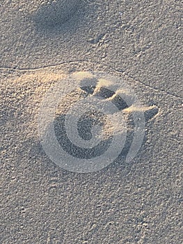 Footprint in the beach sand