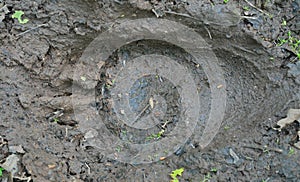 Footprint of brown bear 2
