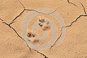 Wild animal footprint on desert ground photo