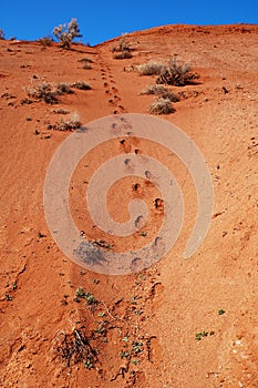 Footprint in desert