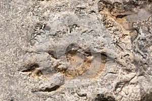 Footprint of dinosaur