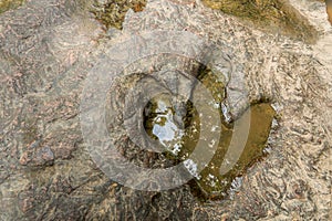 Footprint of dinosaur Carnotaurus on ground near stream at Phu Faek national forest park , Kalasin , Thailand . Water logged on