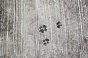 the footprint of dog on the concrete rough floor or ground