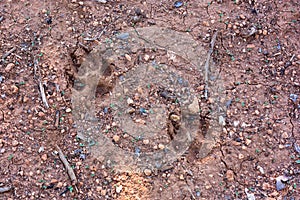 Footprint of a dog marked on the land of the field