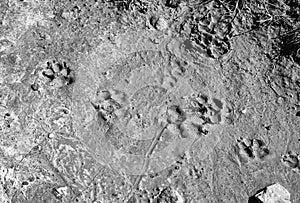 Footprint dog nature