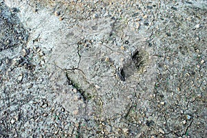 Footprint in the dried cracked dirt