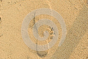 Footprint on sand beach background texture