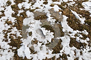 Footprint of a human in the snow in mountains after Winter in Spring