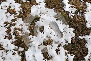 Footprint of a human in the snow in mountains after Winter in Spring