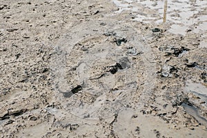 Footprint or imprint shoe in the mud.Mud texture or wet brown soil as natural organic clay and geological sediment mixture as in r