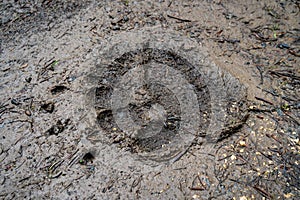 Footprint of large bear