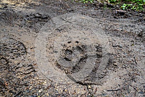 Footprint of large bear next to human footprint