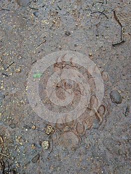 Footprint of lion