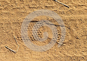 Footprint of a Pilgrim on a dirt road along the route of pilgrimage the Path of Faith, State of Minas Gerais, Brazil.