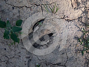 Footprint of a Roe deer (Capreolus capreolus) in very deep and dried mud