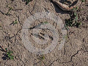Footprint of a Roe deer (Capreolus capreolus) in very deep and dried mud