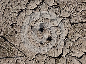 Footprint of a Roe deer (Capreolus capreolus) in very deep and dried mud in the countryside