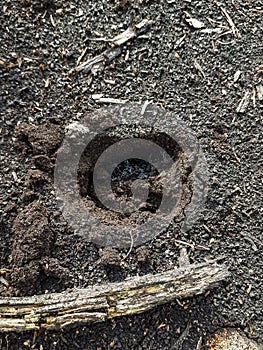 Footprint of a roe deer in very deep mud in the ground with frozen moisture